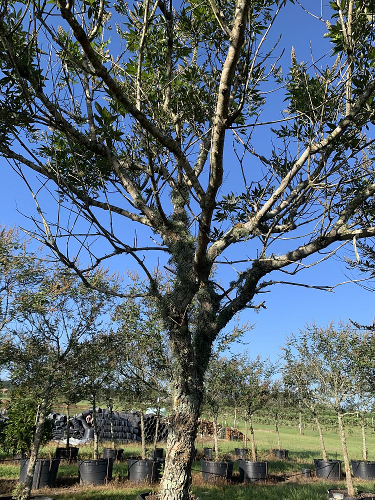 vitex-agnus-castus-chaste-tree