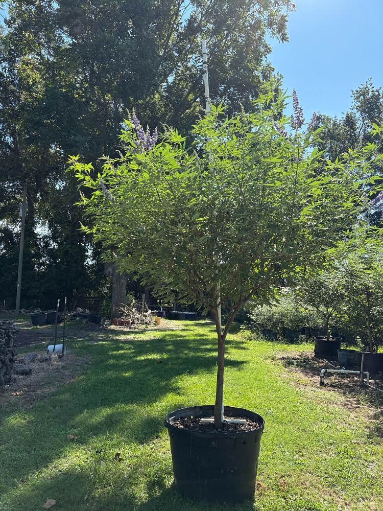 vitex-agnus-castus-chaste-tree