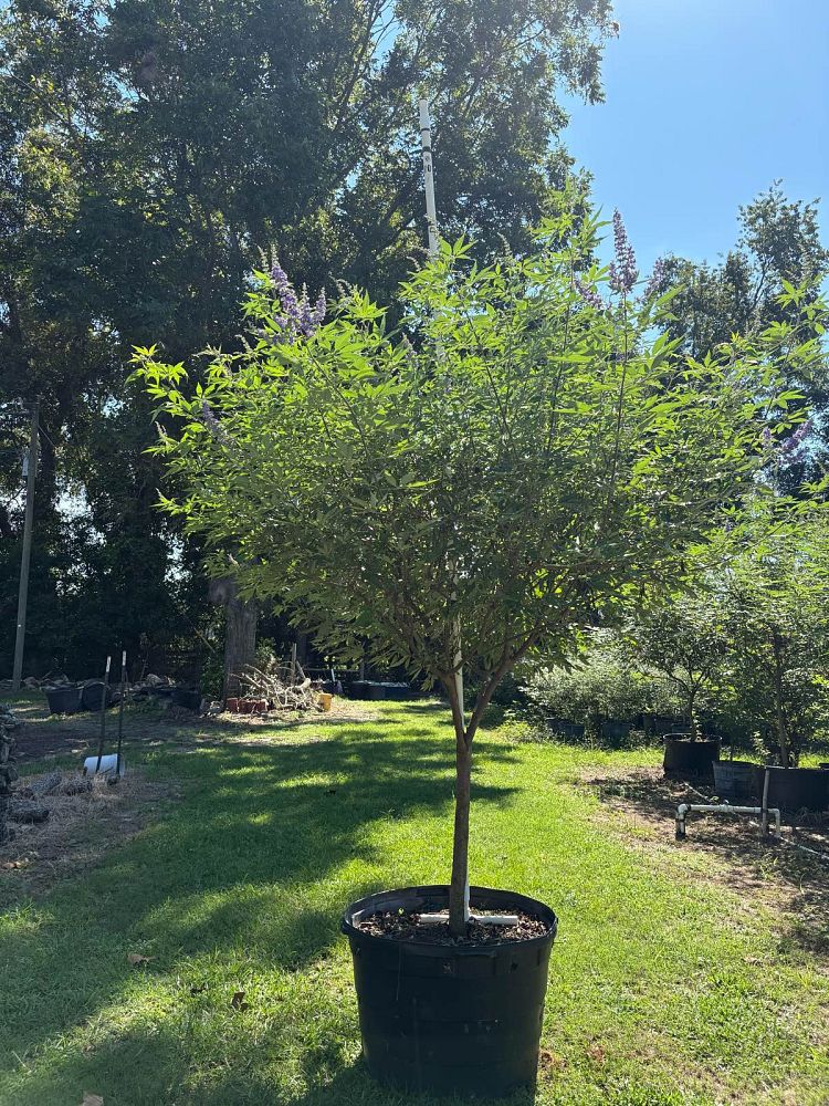 vitex-agnus-castus-chaste-tree