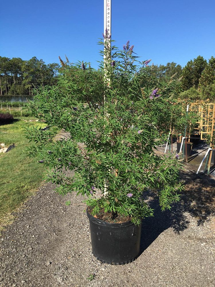 vitex-agnus-castus-piivac-i-delta-blues-trade-chaste-tree