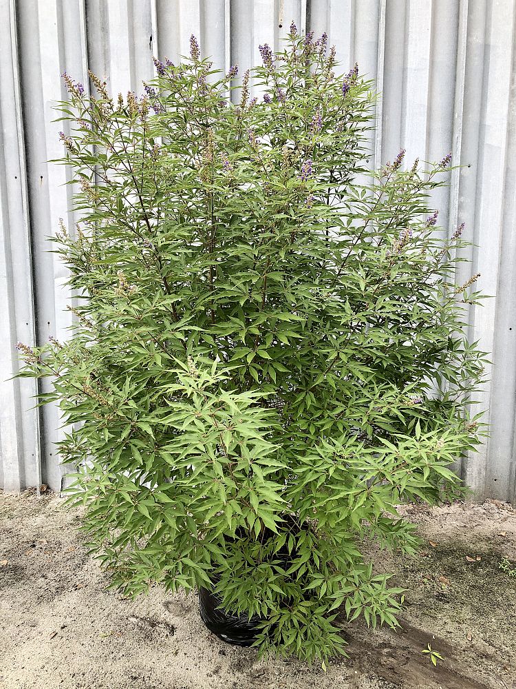 vitex-agnus-castus-piivac-i-delta-blues-trade-chaste-tree