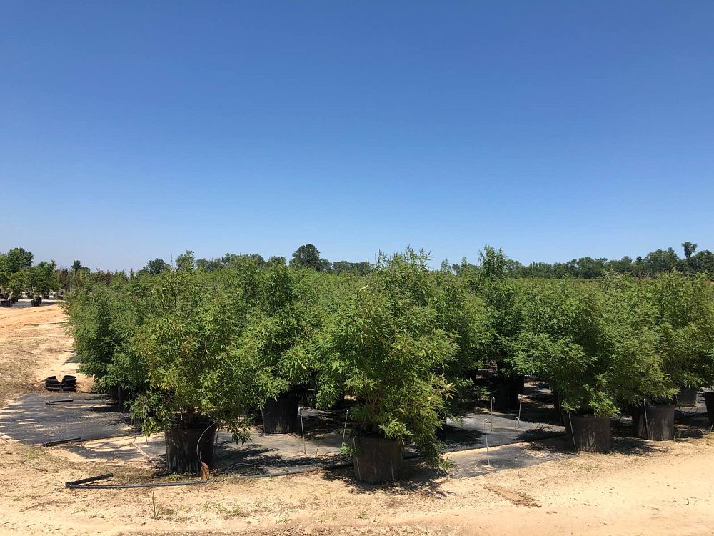 vitex-agnus-castus-piivac-i-delta-blues-trade-chaste-tree