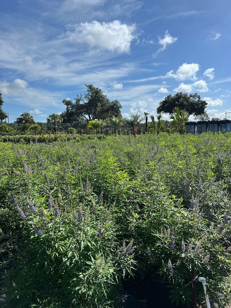 vitex-agnus-castus-piivac-i-delta-blues-trade-chaste-tree