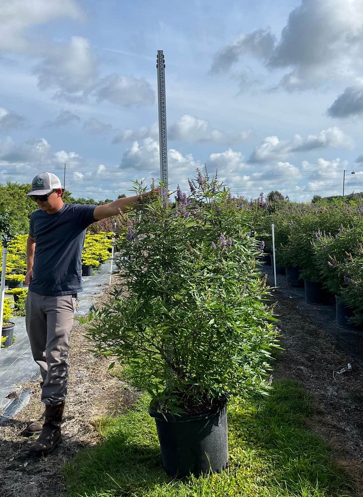 vitex-agnus-castus-piivac-i-delta-blues-trade-chaste-tree