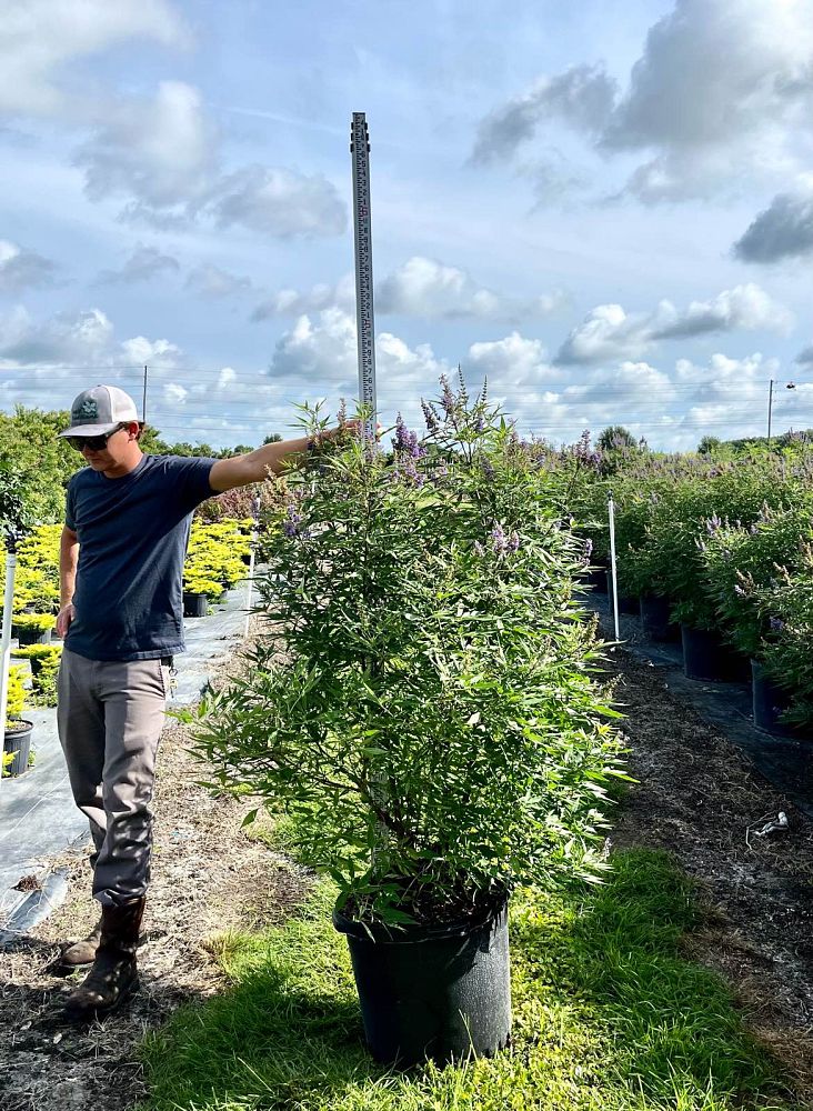 vitex-agnus-castus-piivac-i-delta-blues-trade-chaste-tree