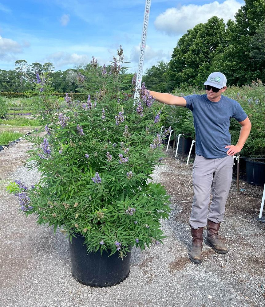 vitex-agnus-castus-piivac-i-delta-blues-trade-chaste-tree