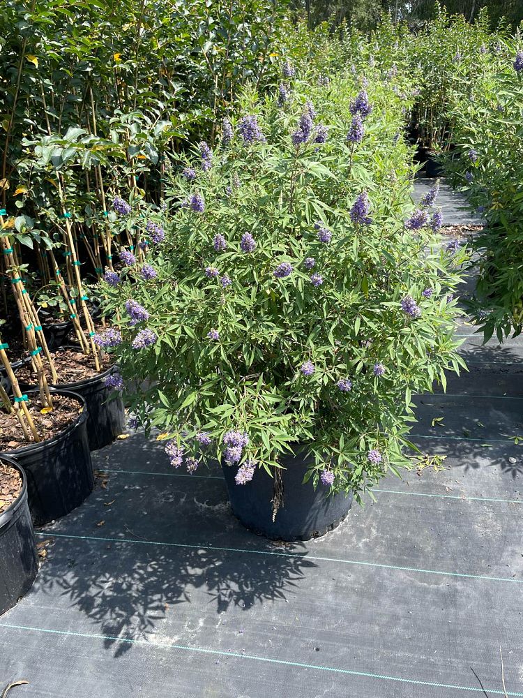 vitex-agnus-castus-piivac-i-delta-blues-trade-chaste-tree