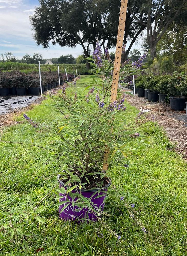 vitex-agnus-castus-piivac-ii-blue-puffball-trade-chaste-tree