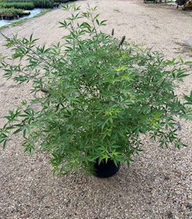 vitex-agnus-castus-pink-vitex-chaste-tree