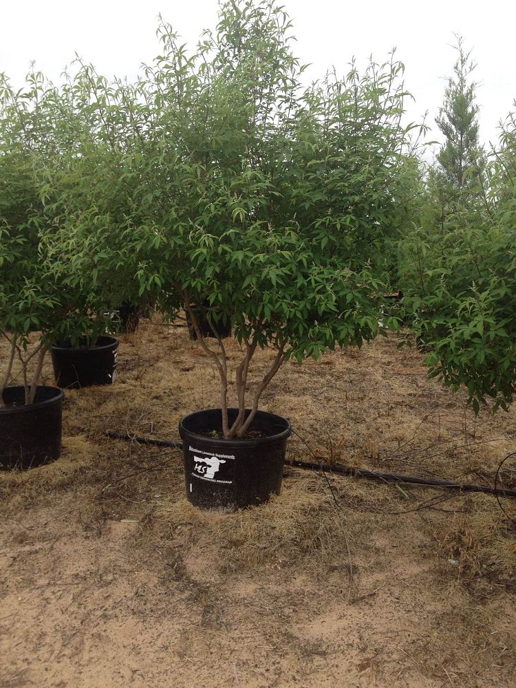 vitex-agnus-castus-shoal-creek-chaste-tree