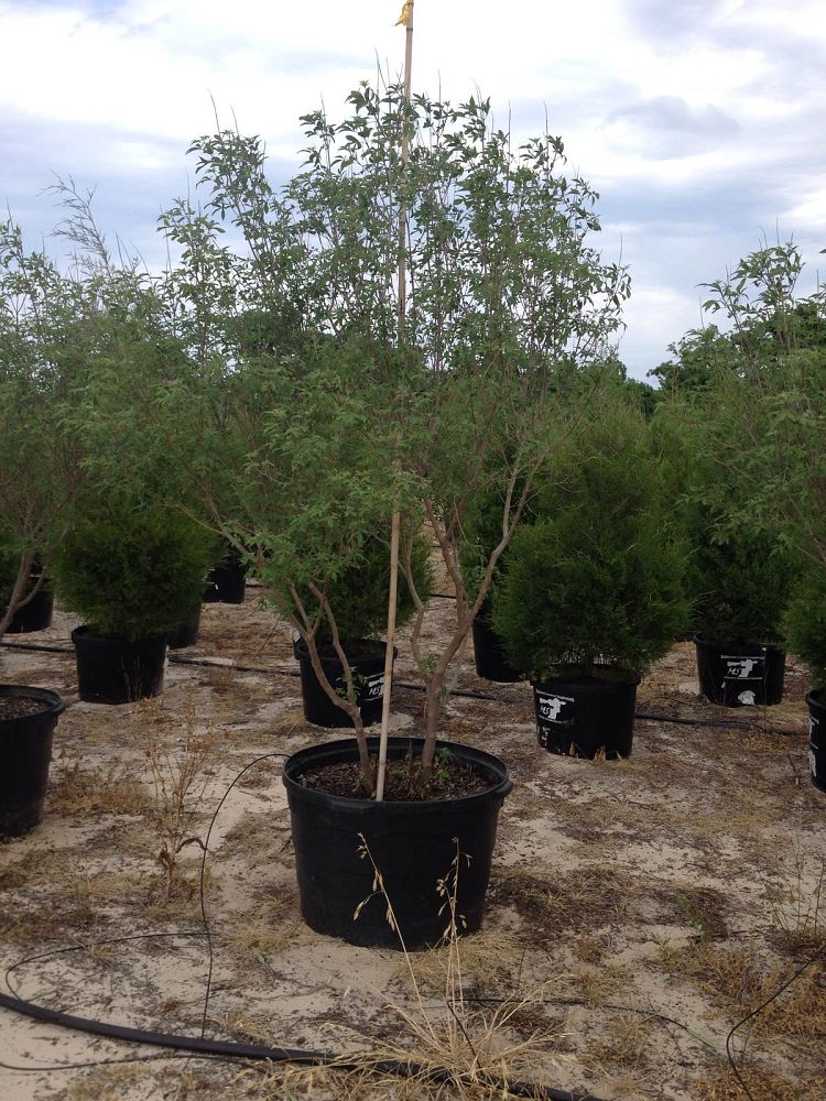 vitex-agnus-castus-shoal-creek-chaste-tree