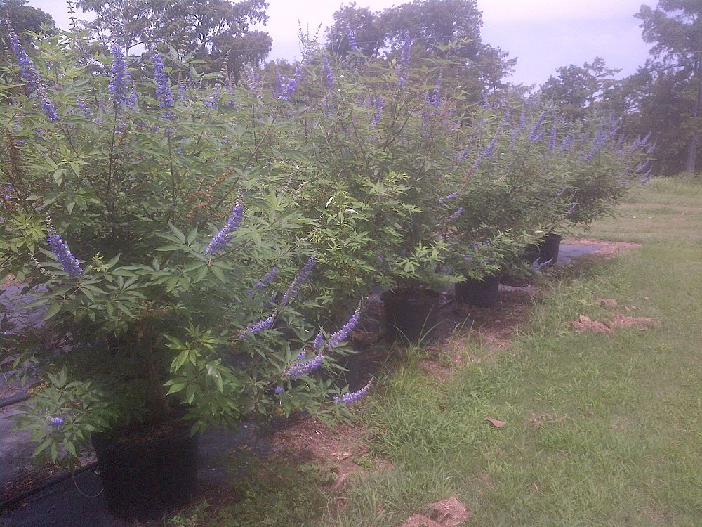 vitex-agnus-castus-shoal-creek-chaste-tree