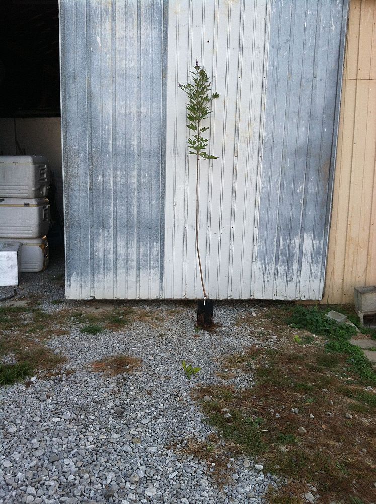 vitex-agnus-castus-shoal-creek-chaste-tree