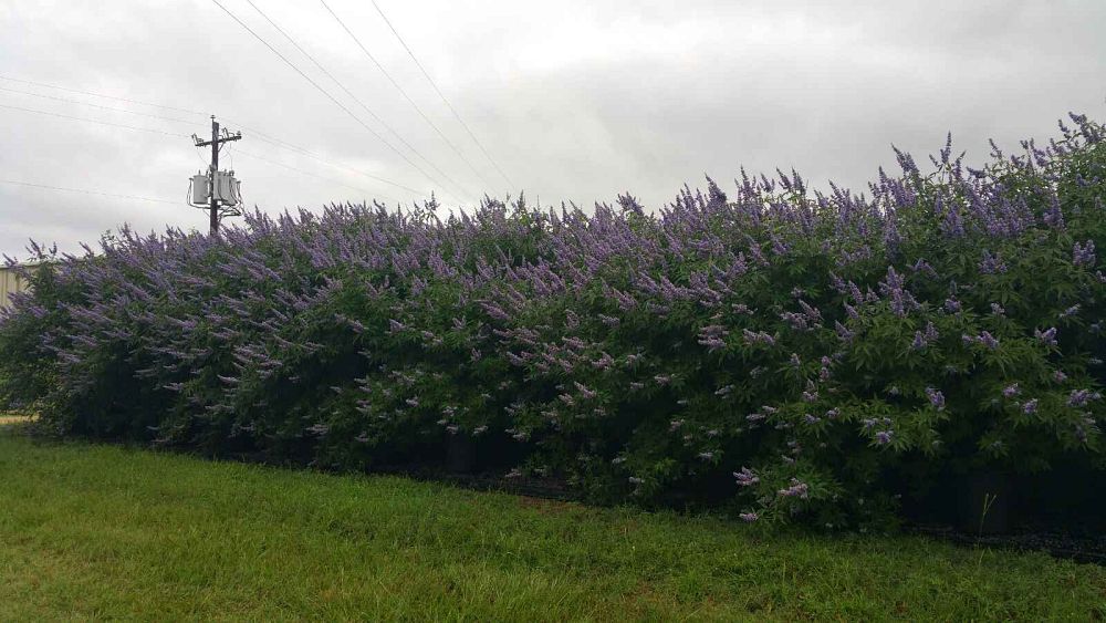 vitex-agnus-castus-shoal-creek-chaste-tree