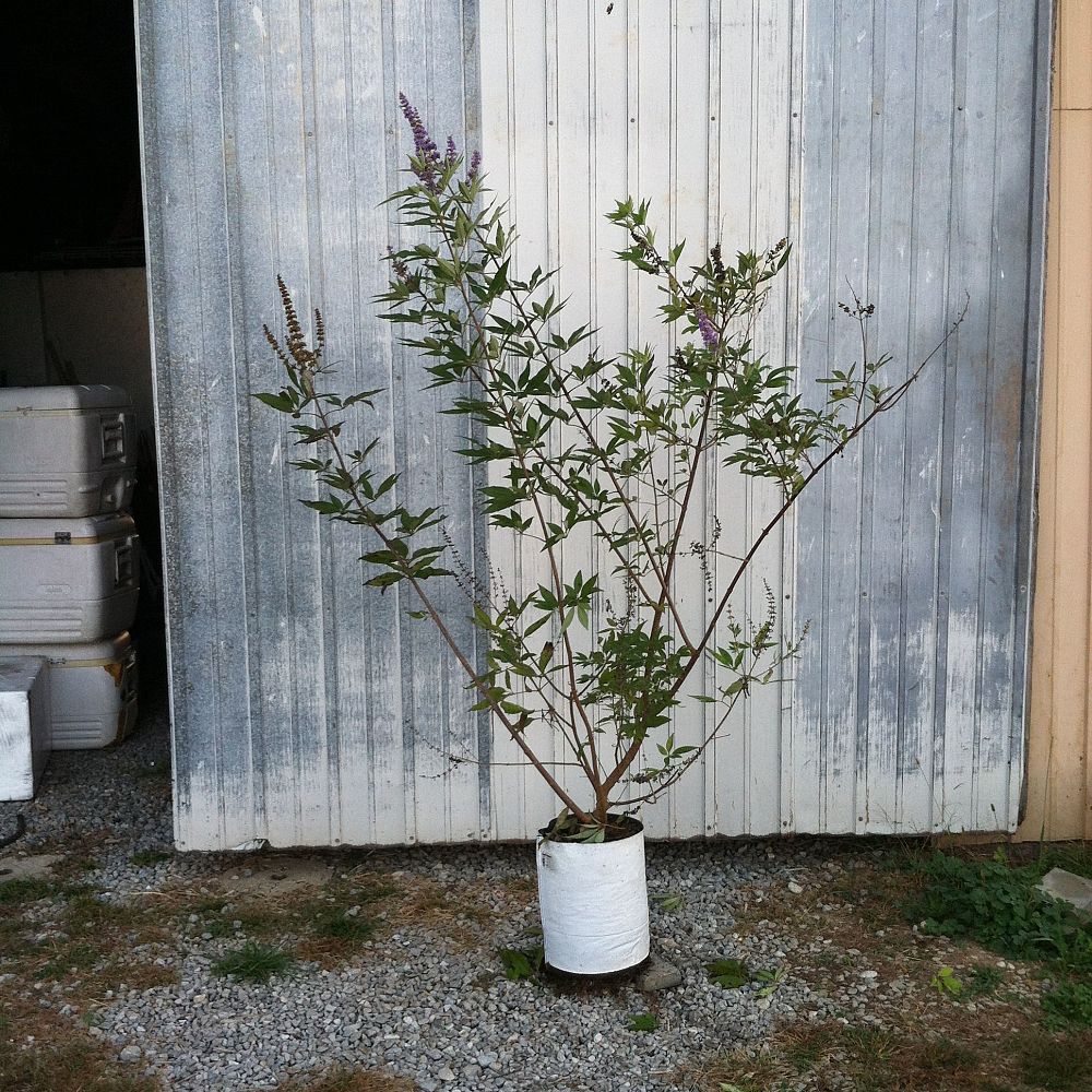 vitex-agnus-castus-shoal-creek-chaste-tree