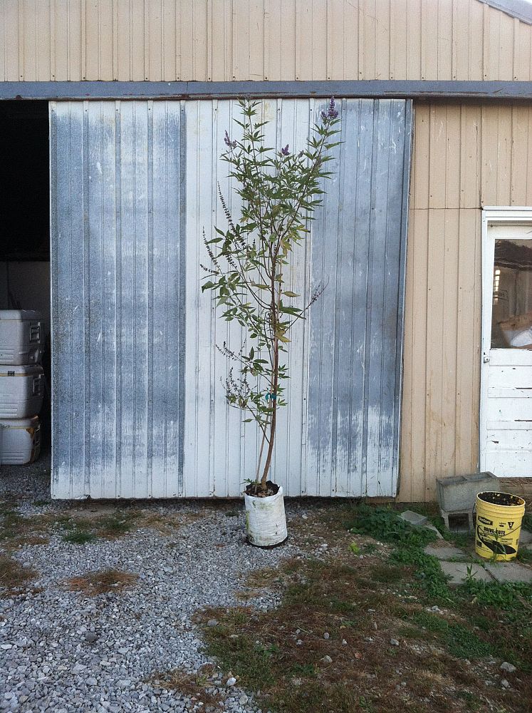 vitex-agnus-castus-shoal-creek-chaste-tree