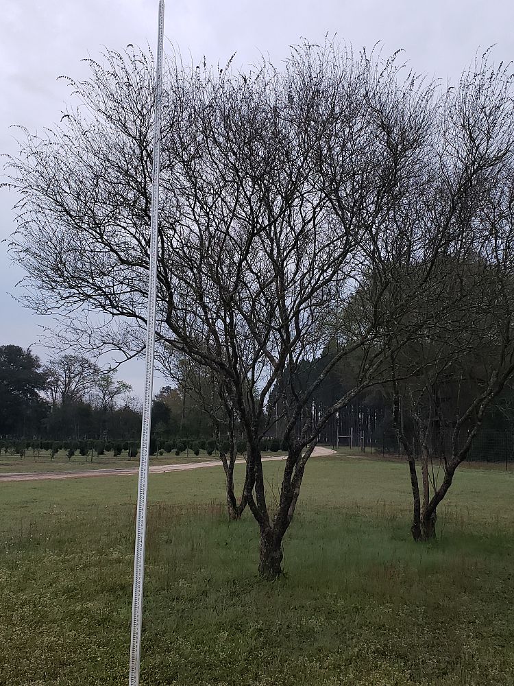 vitex-agnus-castus-shoal-creek-chaste-tree