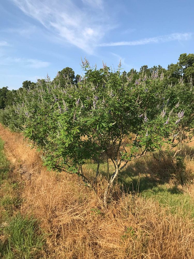 vitex-agnus-castus-shoal-creek-chaste-tree