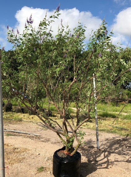 vitex-agnus-castus-shoal-creek-chaste-tree
