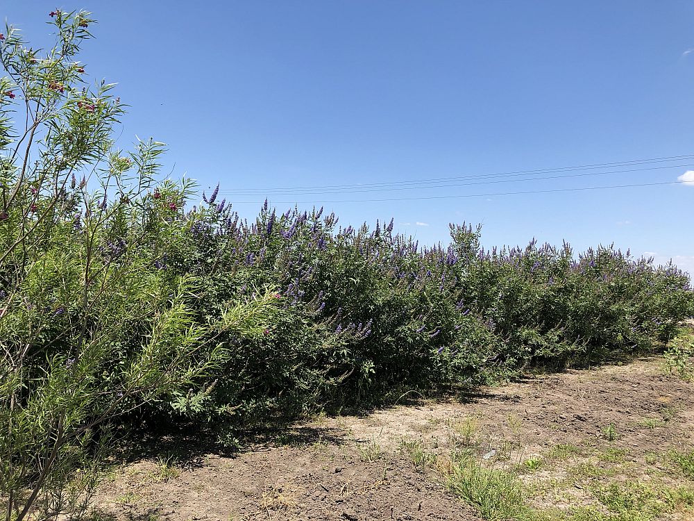 vitex-agnus-castus-shoal-creek-chaste-tree