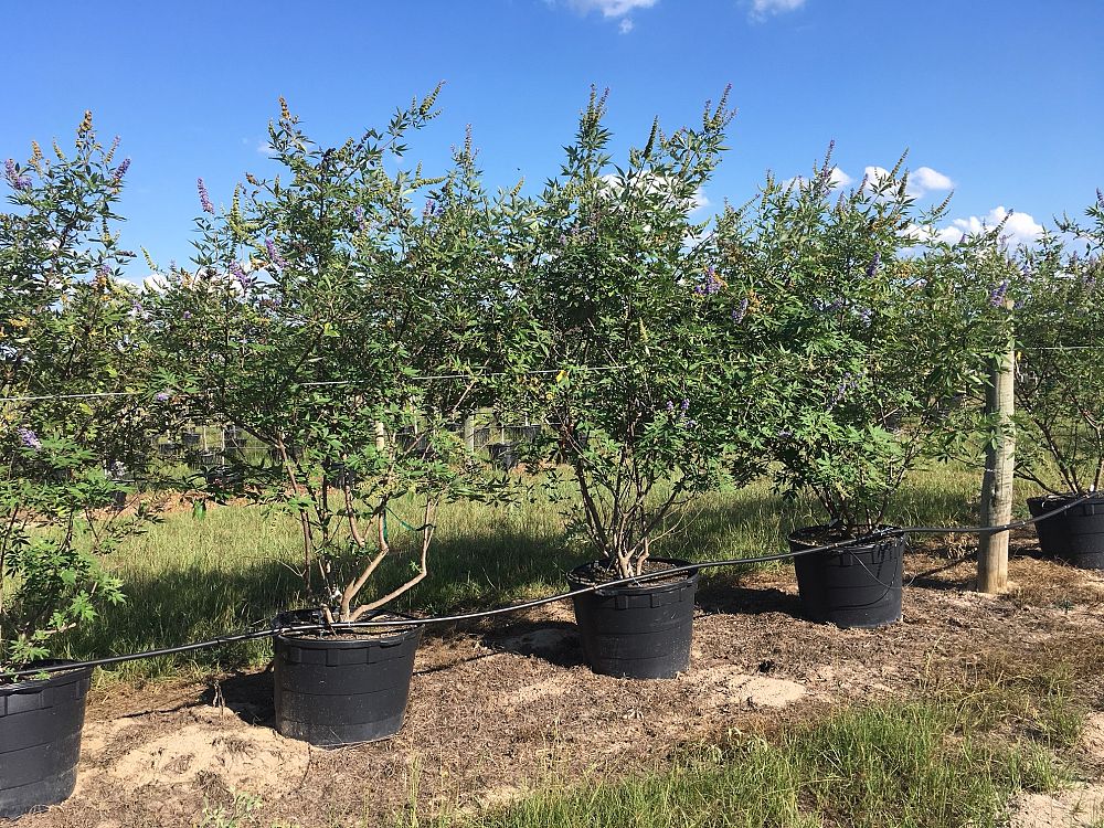 vitex-agnus-castus-shoal-creek-chaste-tree