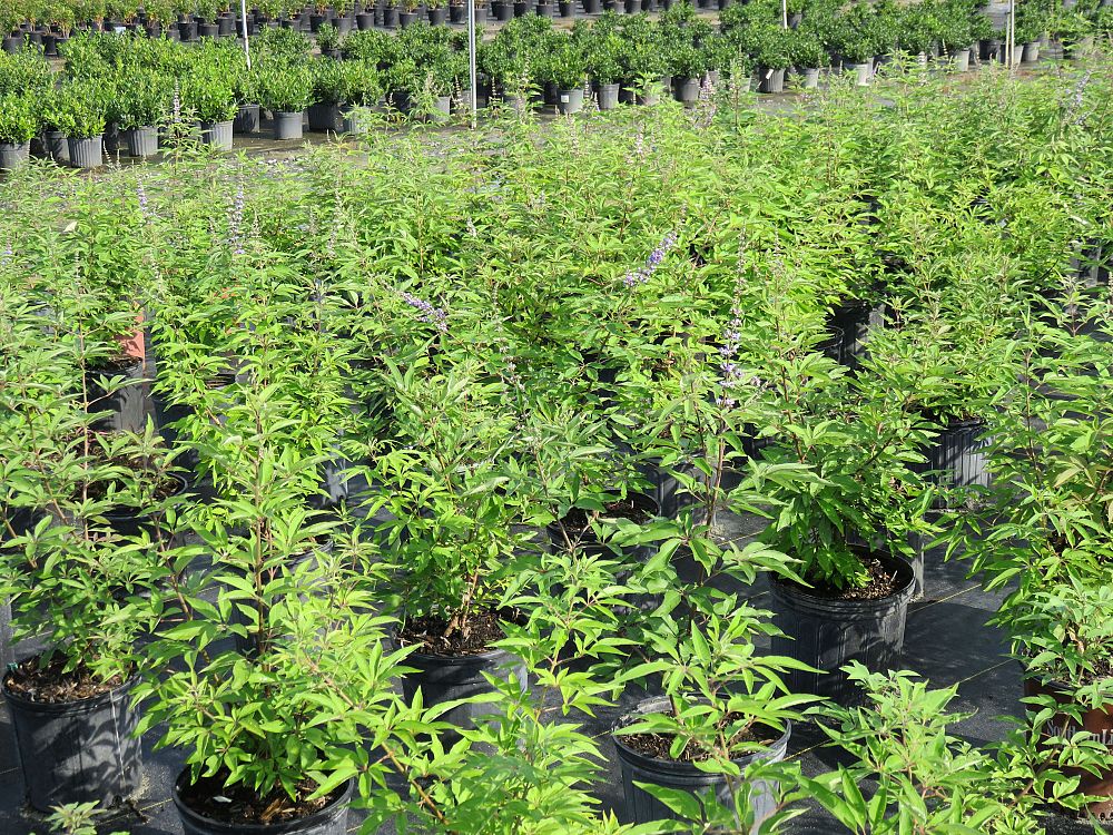 vitex-agnus-castus-shoal-creek-chaste-tree