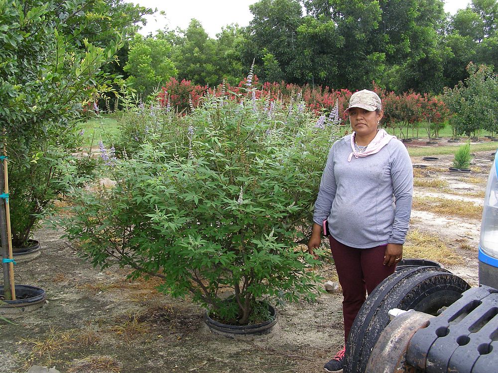 vitex-agnus-castus-shoal-creek-chaste-tree