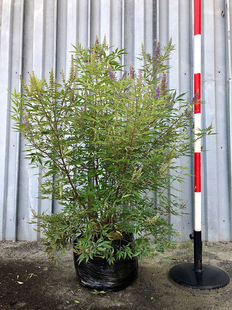 vitex-agnus-castus-shoal-creek-chaste-tree