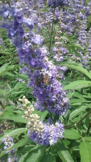vitex-agnus-castus-shoal-creek-chaste-tree