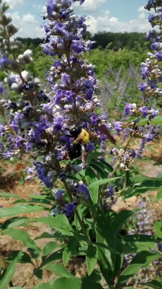 vitex-agnus-castus-shoal-creek-chaste-tree
