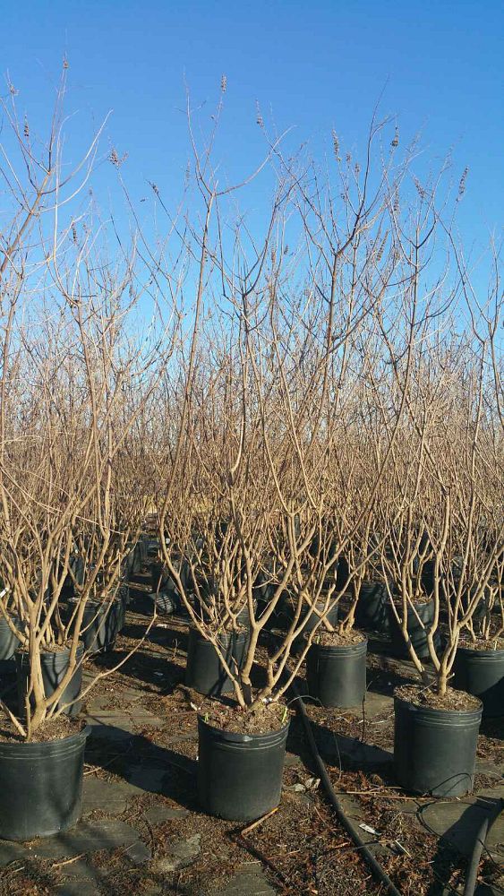 vitex-agnus-castus-shoal-creek-chaste-tree