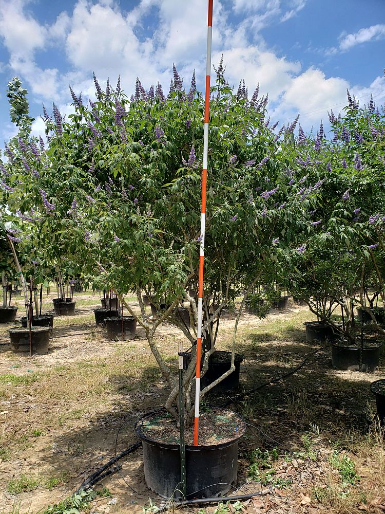 vitex-agnus-castus-shoal-creek-chaste-tree