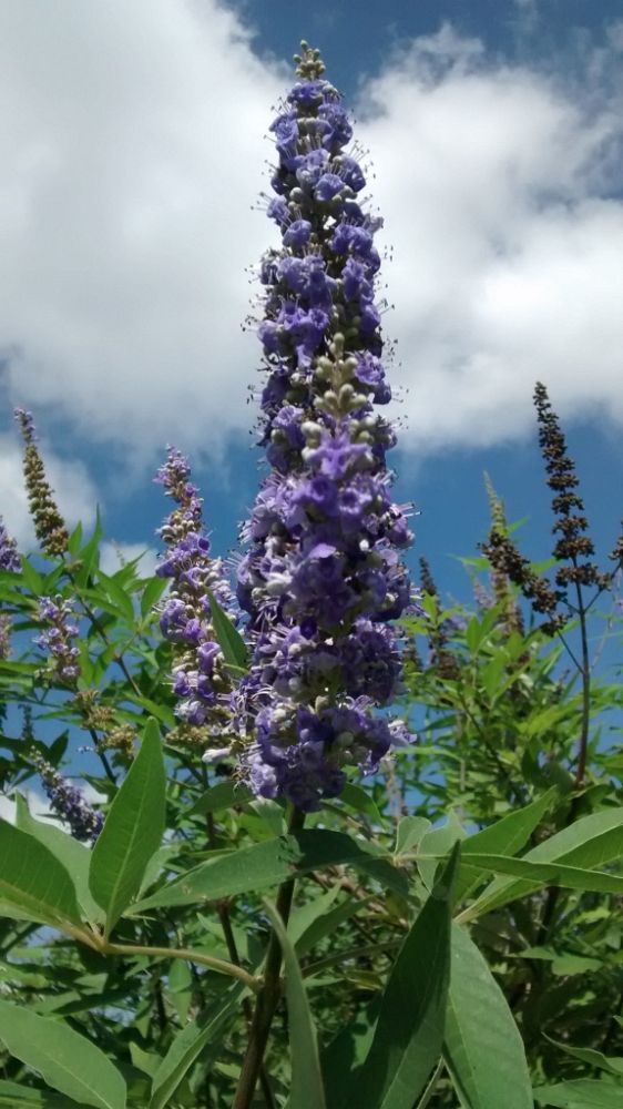 vitex-agnus-castus-shoal-creek-chaste-tree