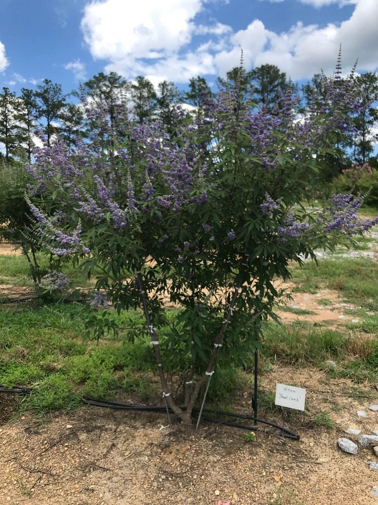 vitex-agnus-castus-shoal-creek-chaste-tree
