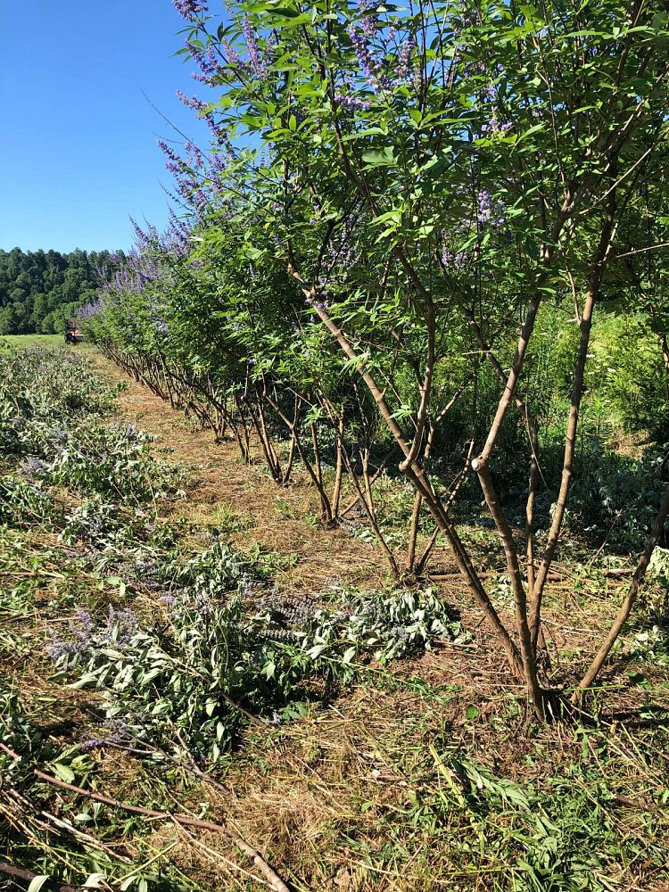 vitex-agnus-castus-shoal-creek-chaste-tree