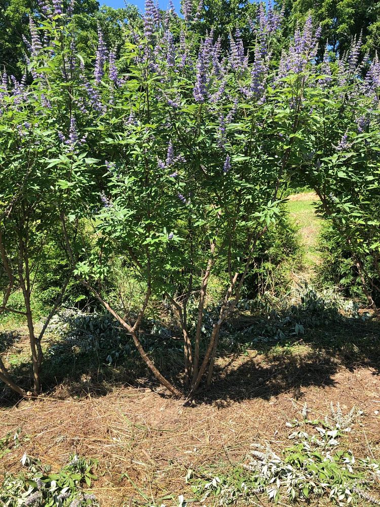 vitex-agnus-castus-shoal-creek-chaste-tree