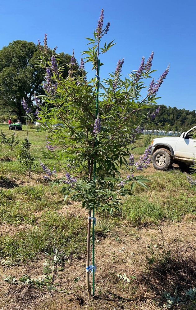 vitex-agnus-castus-shoal-creek-chaste-tree
