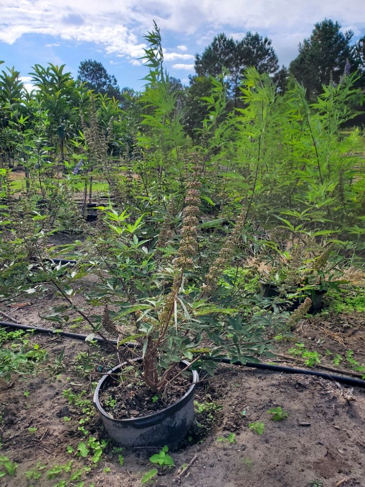 vitex-agnus-castus-shoal-creek-chaste-tree