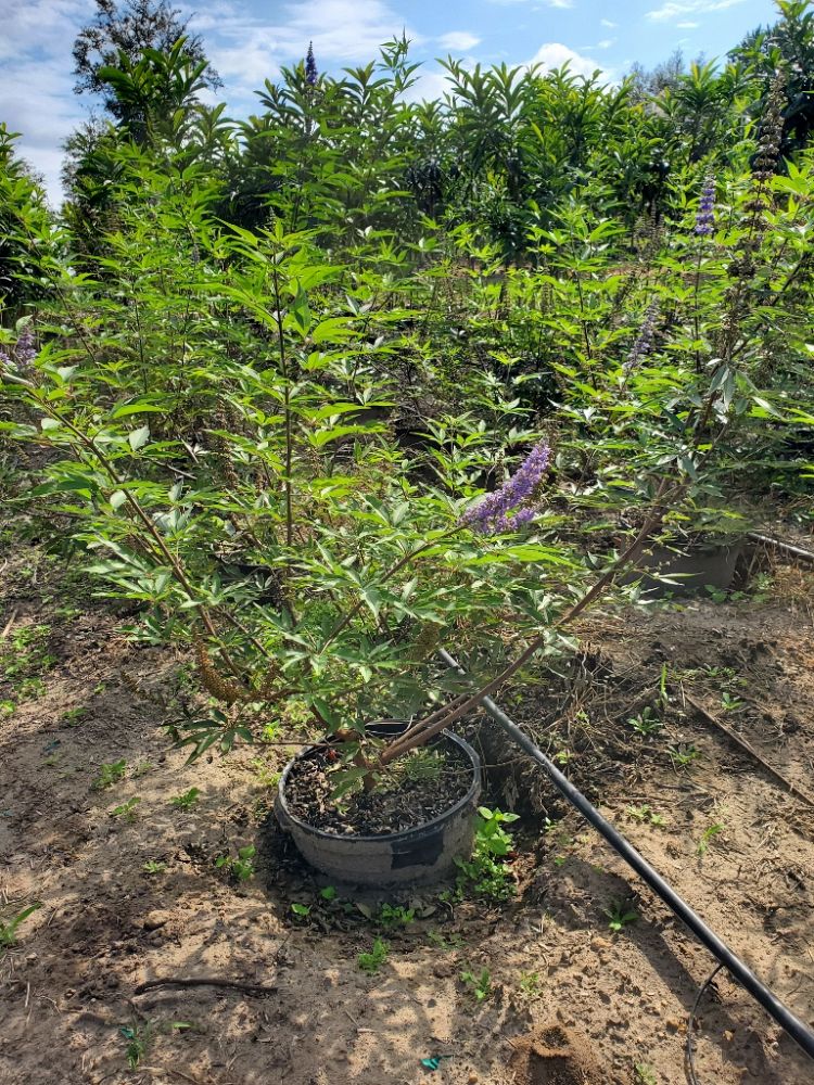 vitex-agnus-castus-shoal-creek-chaste-tree
