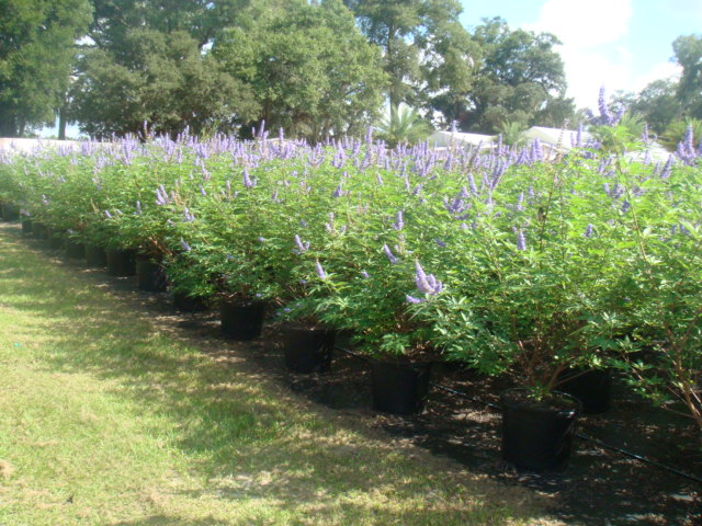 vitex-agnus-castus-shoal-creek-chaste-tree