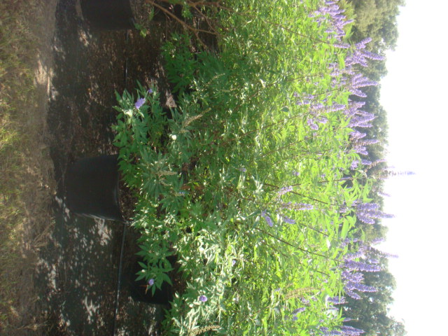 vitex-agnus-castus-shoal-creek-chaste-tree