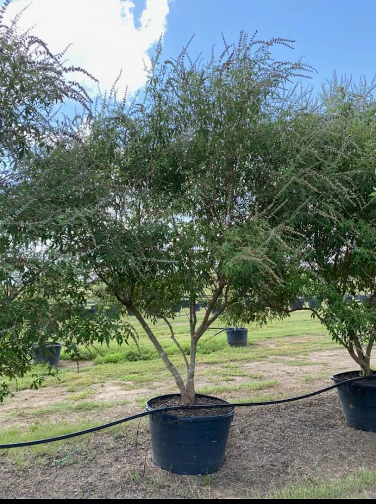 vitex-agnus-castus-shoal-creek-chaste-tree