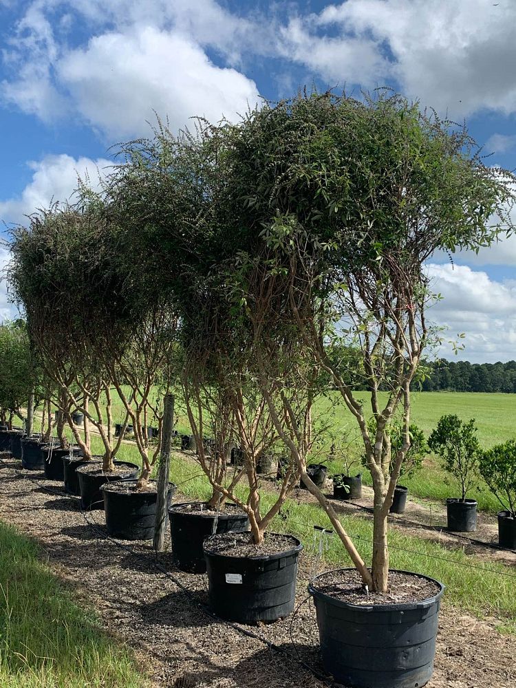 vitex-agnus-castus-shoal-creek-chaste-tree