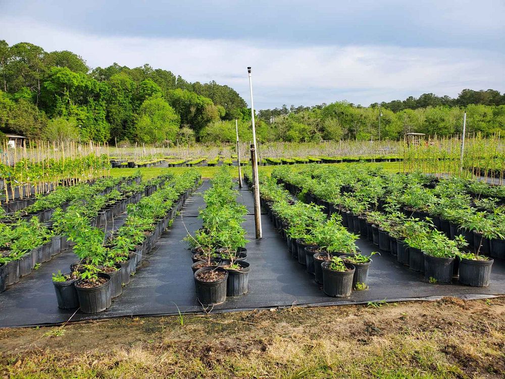 vitex-agnus-castus-shoal-creek-chaste-tree
