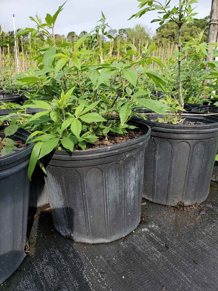 vitex-agnus-castus-shoal-creek-chaste-tree