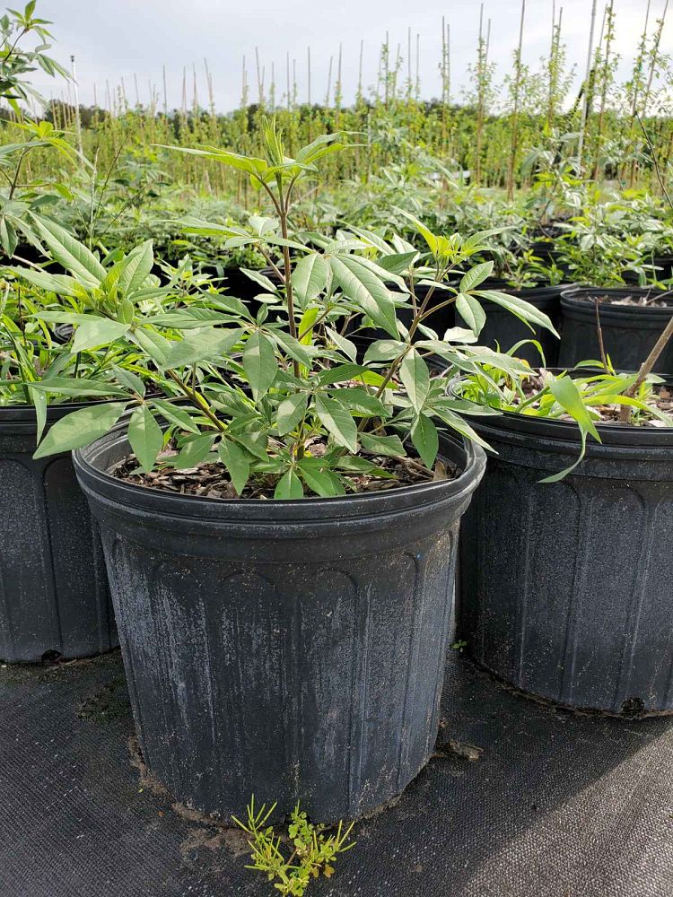 vitex-agnus-castus-shoal-creek-chaste-tree
