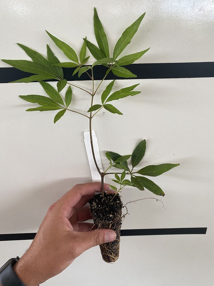 vitex-agnus-castus-shoal-creek-chaste-tree