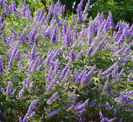 vitex-agnus-castus-shoal-creek-chaste-tree
