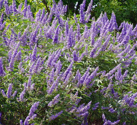 vitex-agnus-castus-shoal-creek-chaste-tree