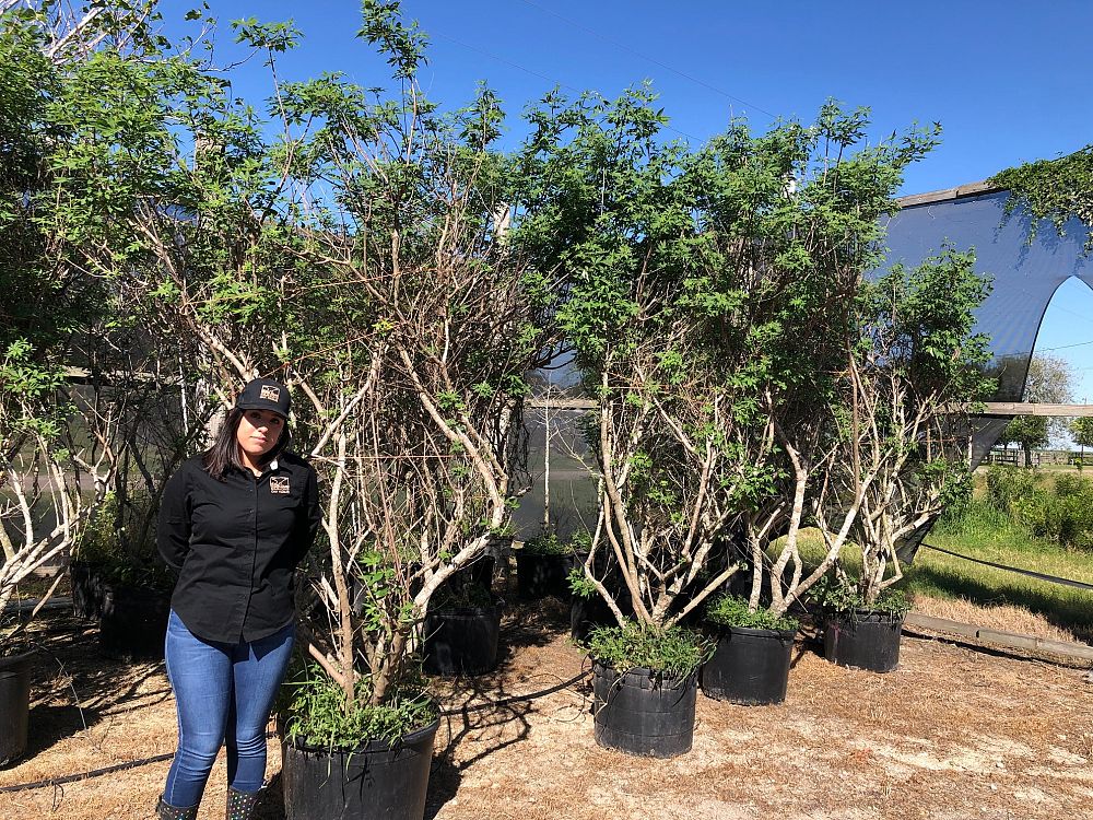 vitex-agnus-castus-shoal-creek-chaste-tree